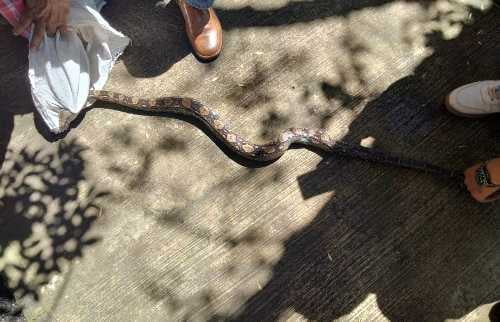 Video: Rescatan serpiente en Tolucay se entrega al zoológico de Zacango